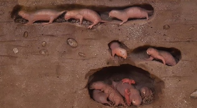 Nature’s Excavator: This Animal Can Dig 15 Feet of Tunnel in Just One Hour